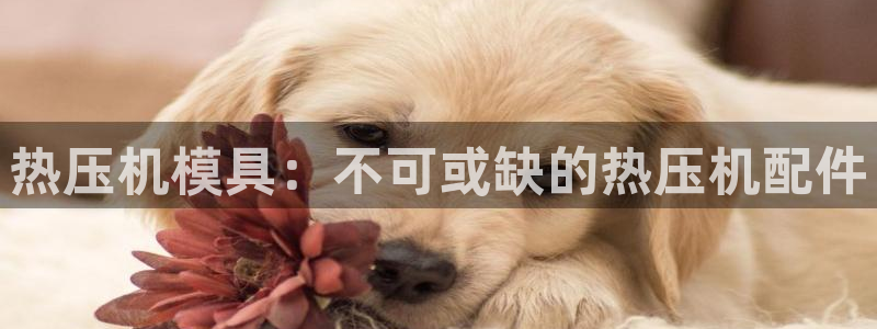 易倍单词软件